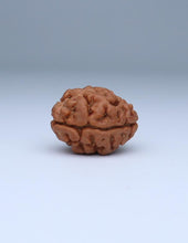 2 mukhi nepali rudraksha benefits