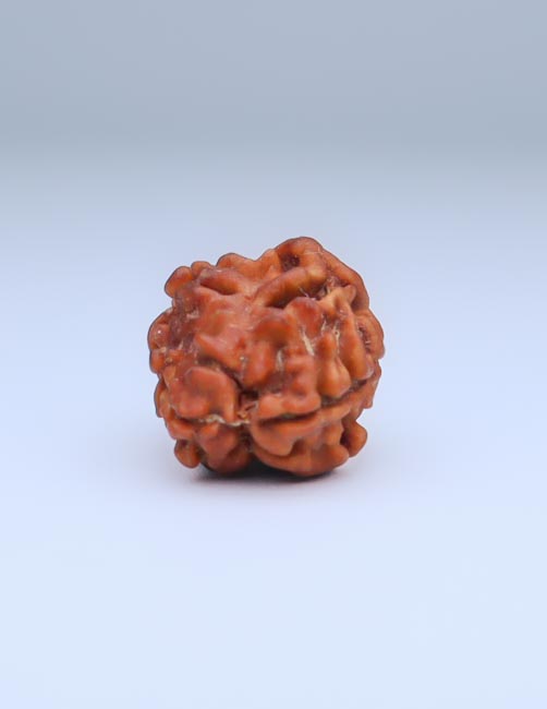 2 Mukhi Nepali Rudraksha