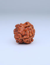2 Mukhi Nepali Rudraksha