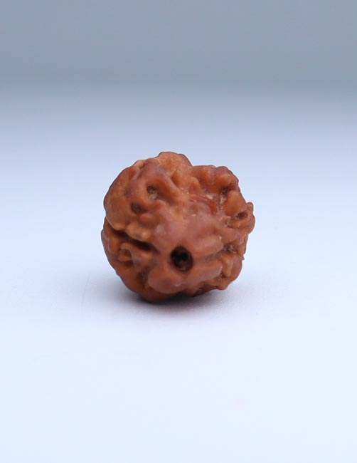 2 Mukhi Nepali Rudraksha