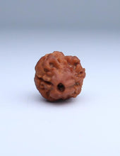 2 Mukhi Nepali Rudraksha