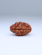 2 Mukhi Nepali Rudraksha