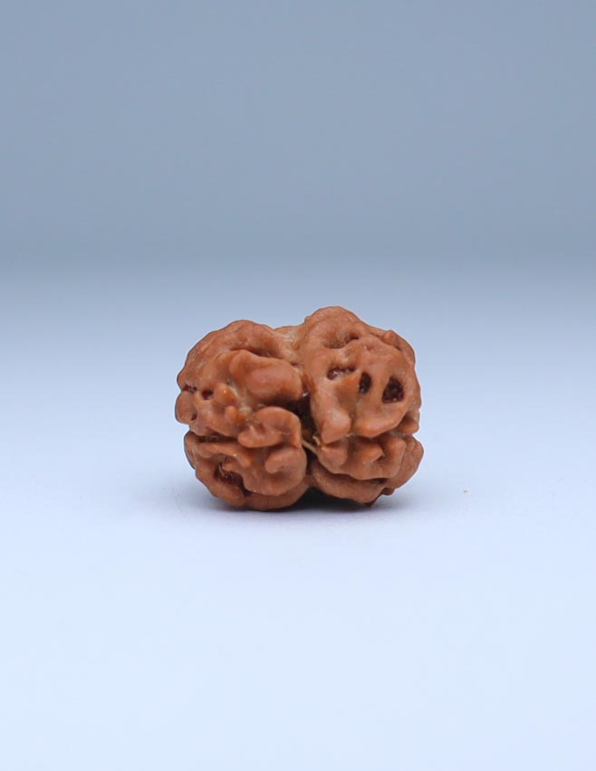 2 Mukhi Nepali Rudraksha