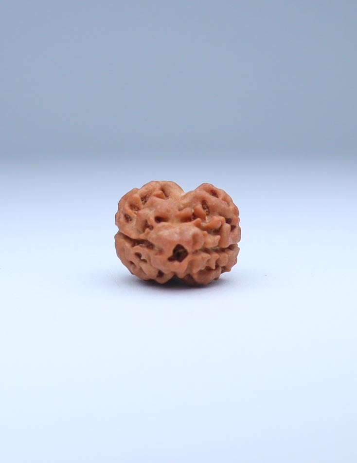 2 Mukhi Nepali Rudraksha