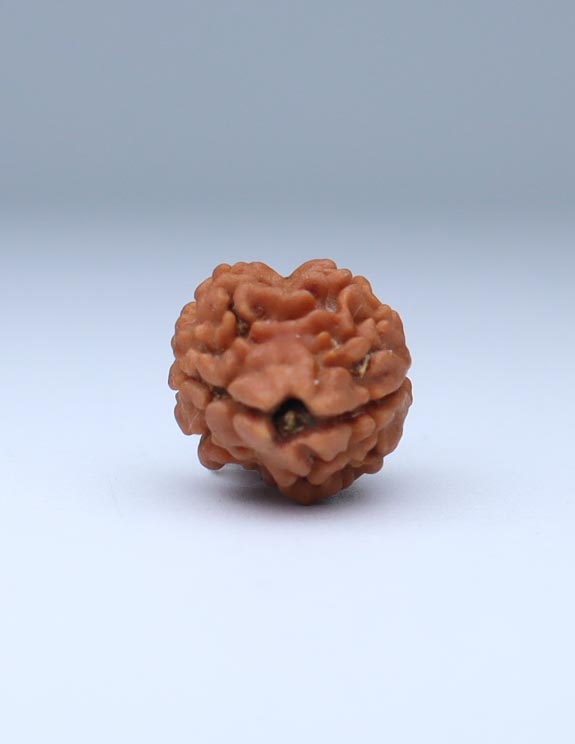 2 Mukhi Nepali Rudraksha