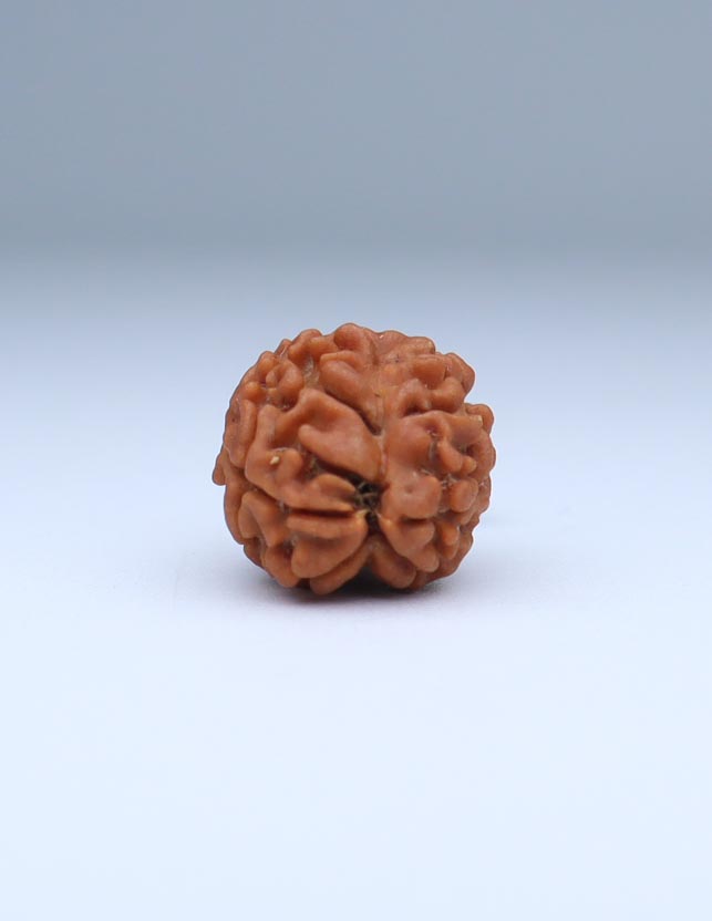 2 Mukhi Nepali Rudraksha