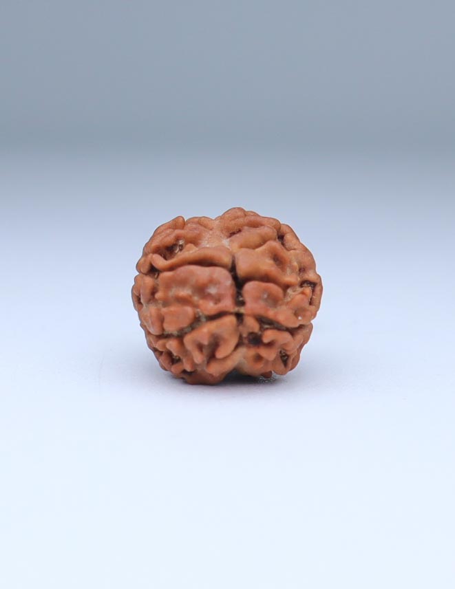 2 Mukhi Nepali Rudraksha