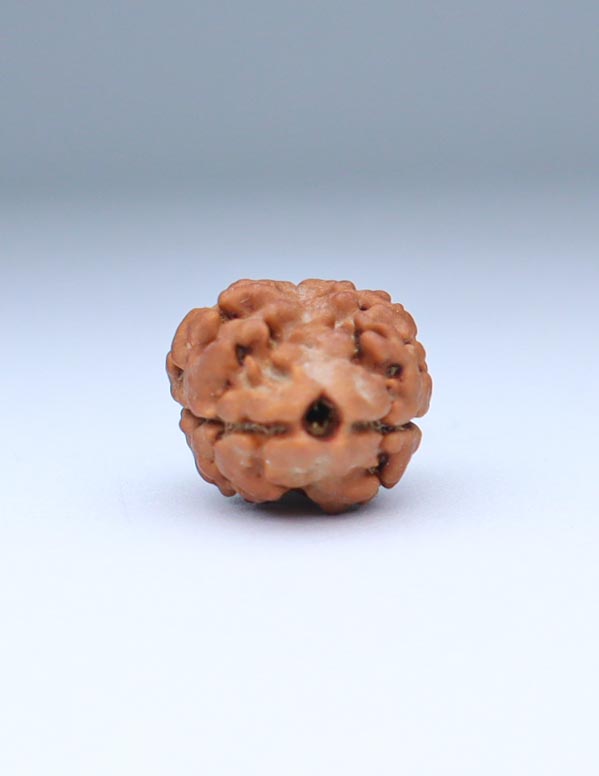 2 Mukhi Nepali Rudraksha