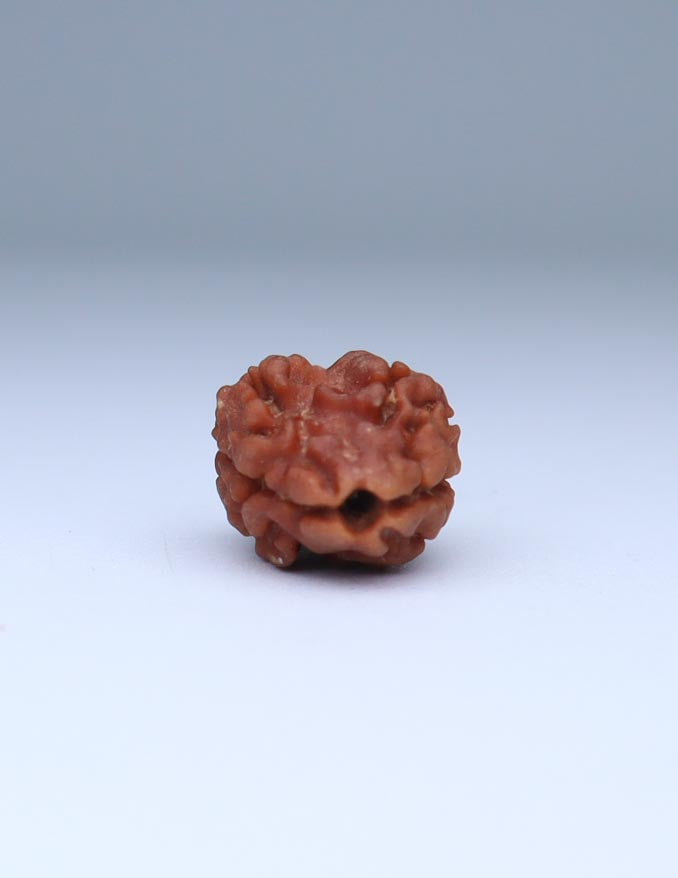 2 Mukhi Nepali Rudraksha