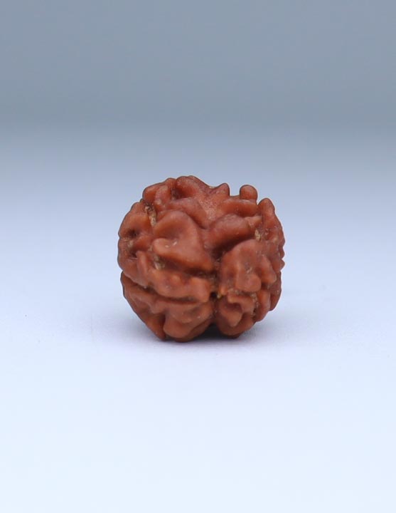 2 Mukhi Nepali Rudraksha