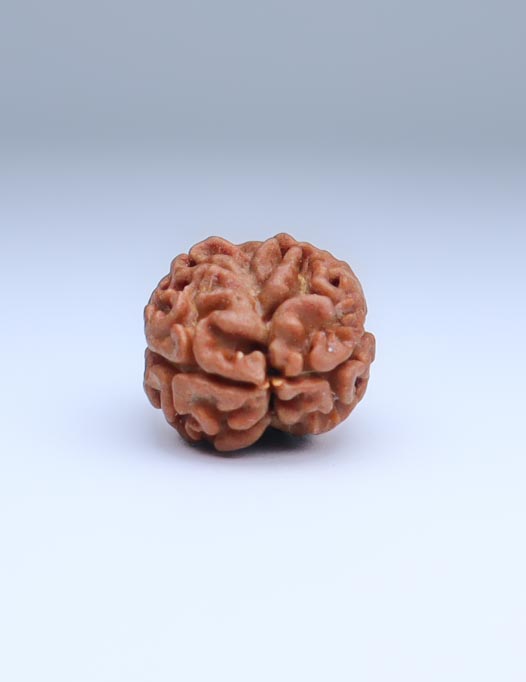 2 Mukhi Nepali Rudraksha