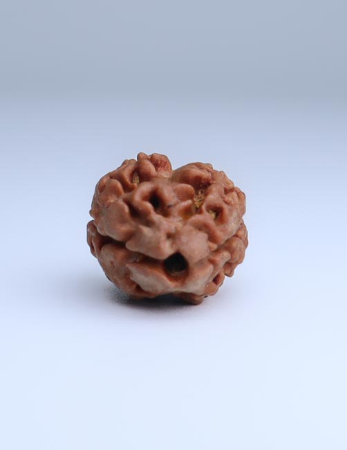 2 Mukhi Nepali Rudraksha