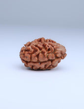 2 Mukhi Nepali Rudraksha