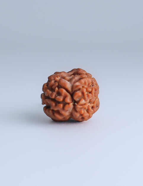 2 Mukhi Nepali Rudraksha