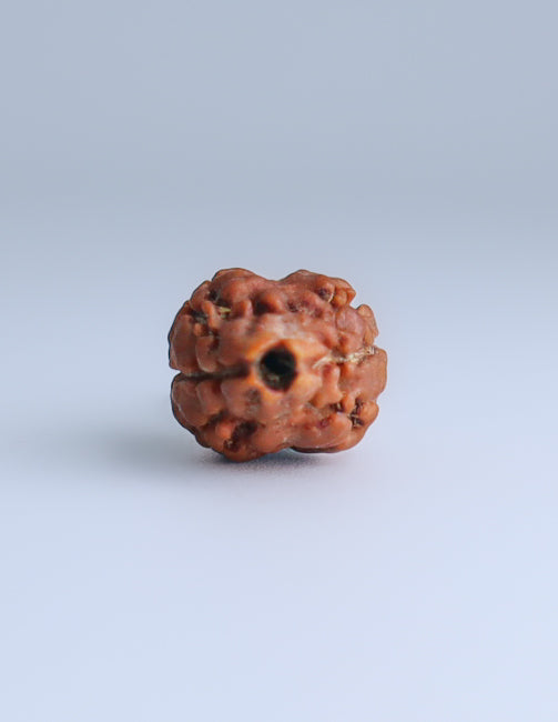 2 Mukhi Nepali Rudraksha