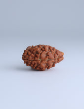 2 Mukhi Nepali Rudraksha