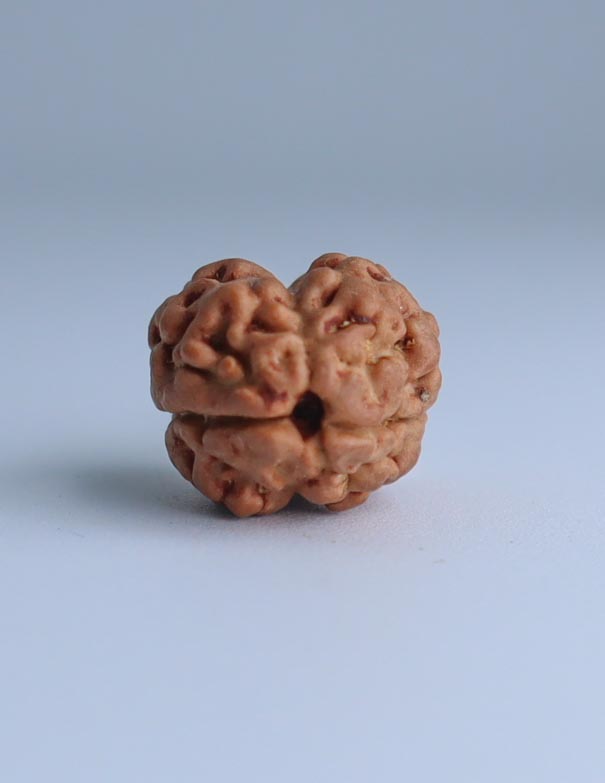 2 Mukhi Nepali Rudraksha