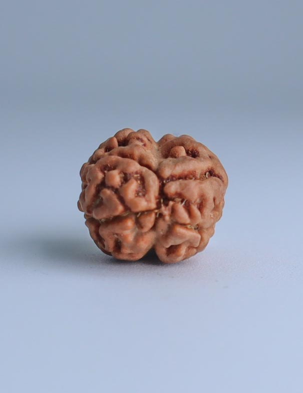 2 Mukhi Nepali Rudraksha