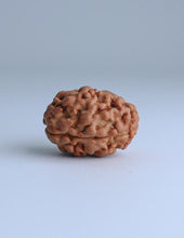 2 Mukhi Nepali Rudraksha