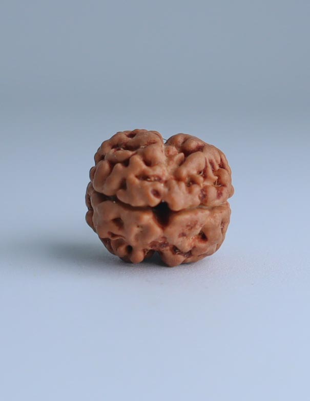 2 Mukhi Nepali Rudraksha