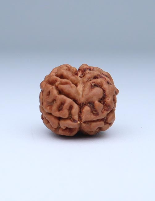 2 Mukhi Nepali Rudraksha