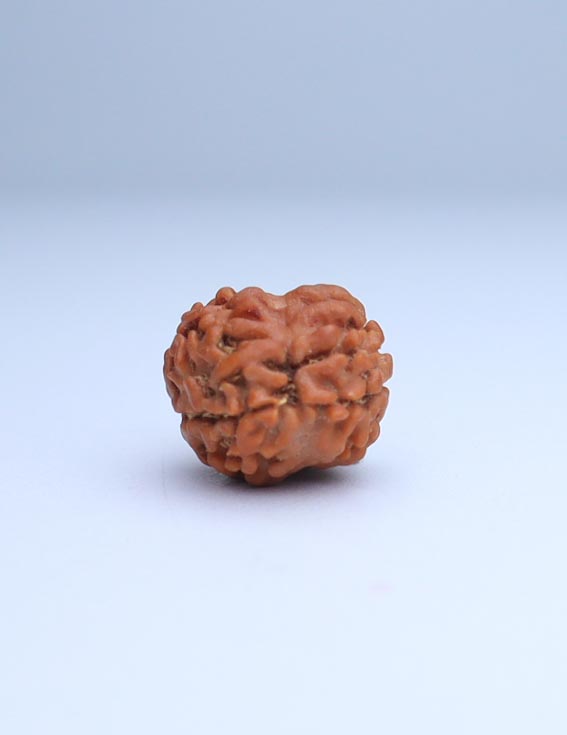 2 Mukhi Nepali Rudraksha