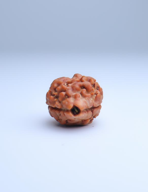 2 Mukhi Nepali Rudraksha