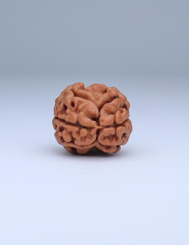 2 Mukhi Nepali Rudraksha