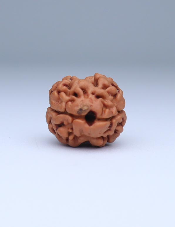 2 Mukhi Nepali Rudraksha