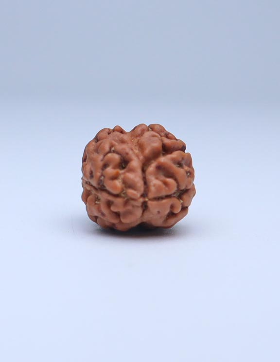 2 Mukhi Nepali Rudraksha