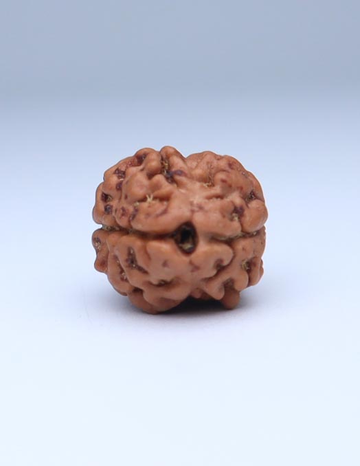 2 Mukhi Nepali Rudraksha