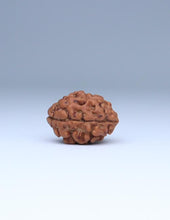 2 Mukhi Nepali Rudraksha