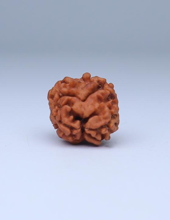 2 Mukhi Nepali Rudraksha