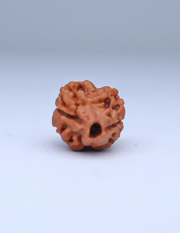 2 Mukhi Nepali Rudraksha