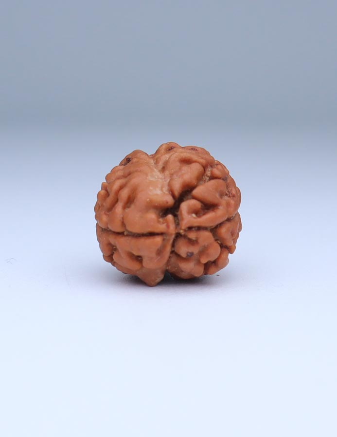 2 Mukhi Nepali Rudraksha