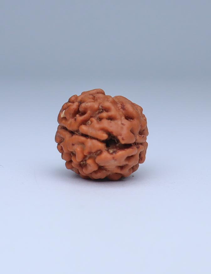 2 Mukhi Nepali Rudraksha