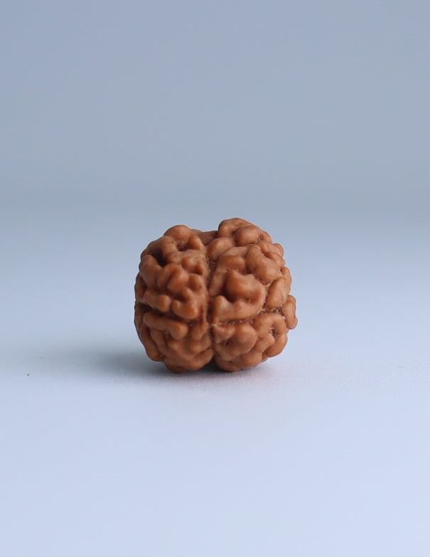 2 Mukhi Nepali Rudraksha