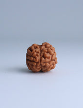 2 Mukhi Nepali Rudraksha