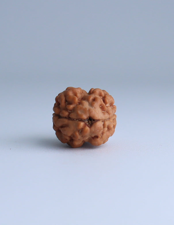 2 Mukhi Nepali Rudraksha