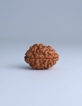 2 Mukhi Nepali Rudraksha