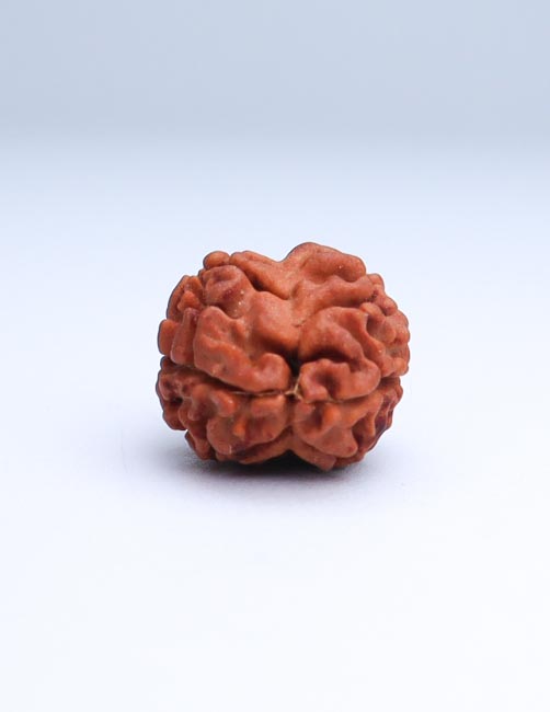 2 Mukhi Nepali Rudraksha