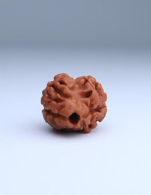 2 Mukhi Nepali Rudraksha