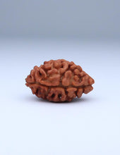 2 Mukhi Nepali Rudraksha