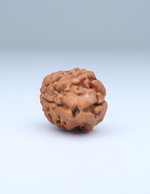 2 Mukhi Nepali Rudraksha