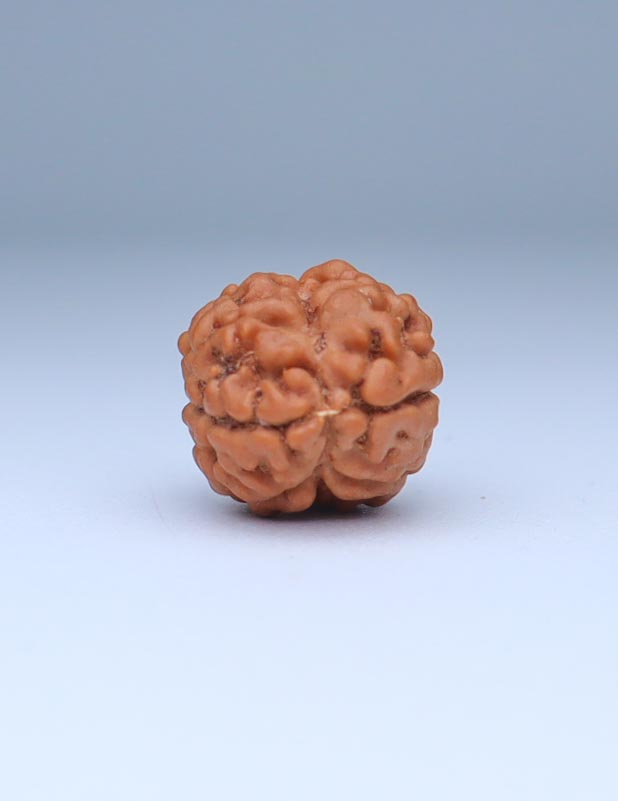 2 Mukhi Nepali Rudraksha