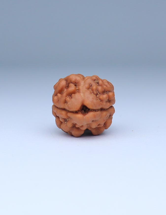 2 Mukhi Nepali Rudraksha