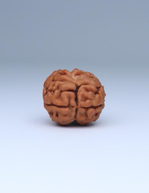 2 Mukhi Nepali Rudraksha