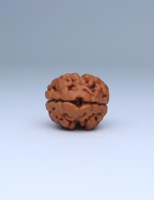 2 Mukhi Nepali Rudraksha