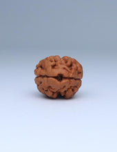 2 Mukhi Nepali Rudraksha