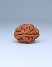 2 Mukhi Nepali Rudraksha
